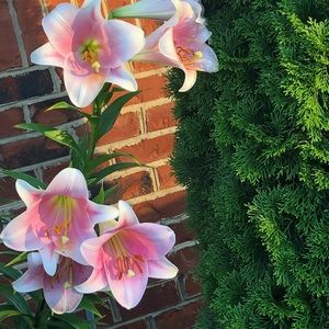 Meet your Posher, Fikria